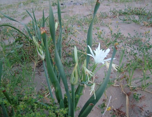 Pancratium maritimum / Giglio di mare, Pancrazio